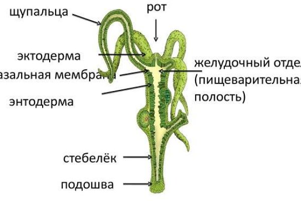 Почему не работает кракен сегодня